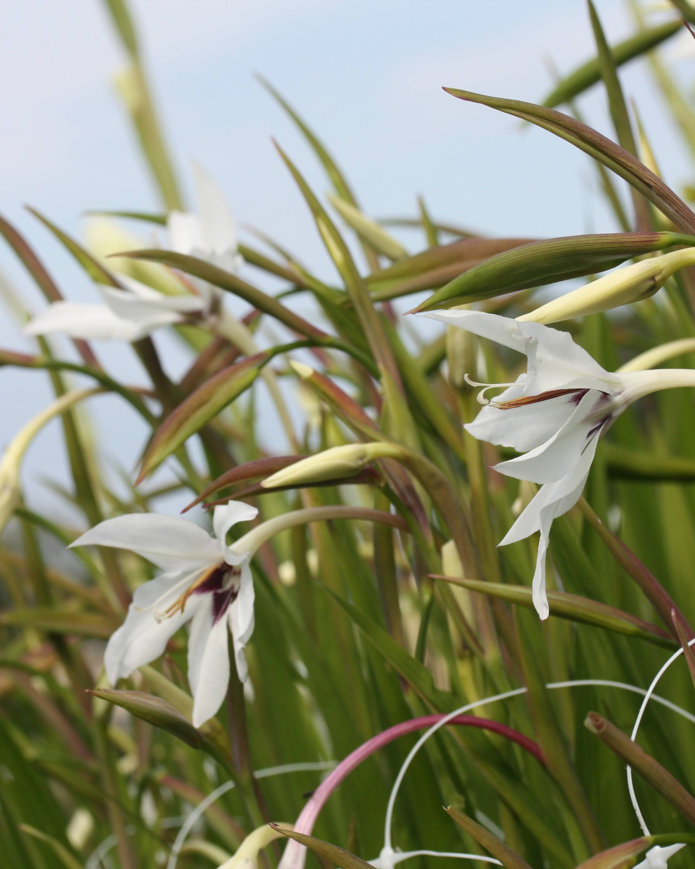 Gladiolus murielae duftende stjerneformet gladiol med mørkt øye