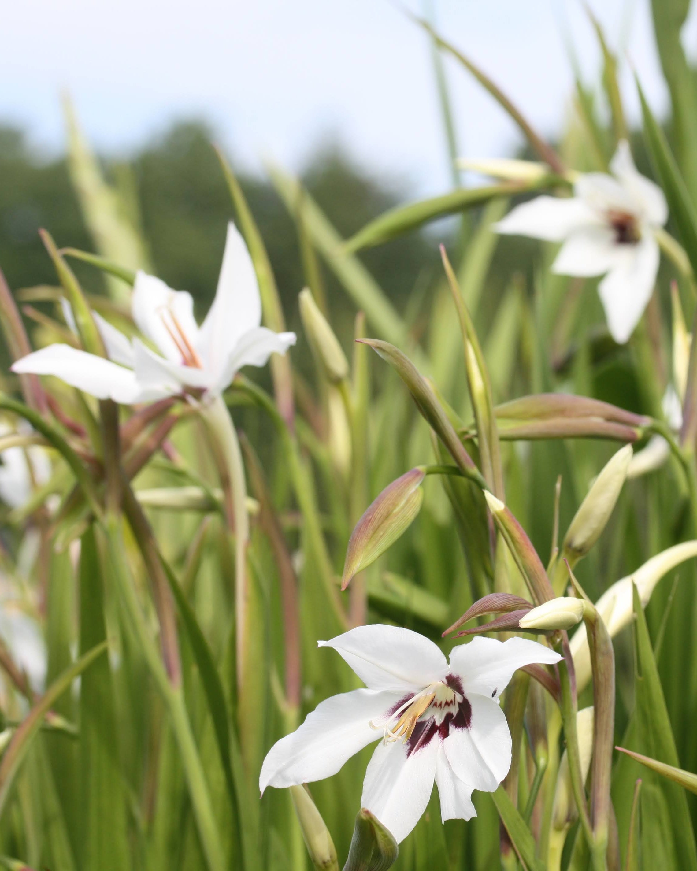 Gladiolus murielae løk duftlilje callianthus hvit med purpursvart sentrum