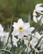 Narciss Poeticus Recurvus – elegant liten blomst med renhvite kronblader og nydelig duft