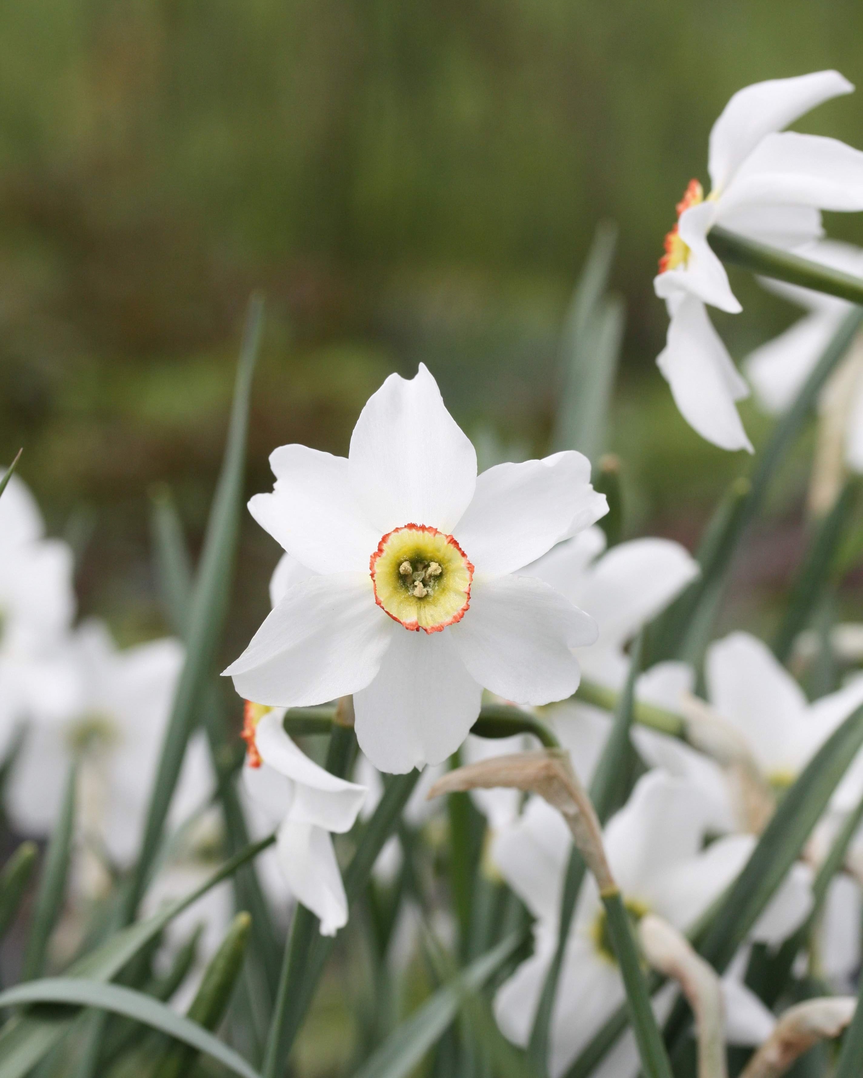 Narciss Poeticus Recurvus – elegant liten blomst med renhvite kronblader og nydelig duft