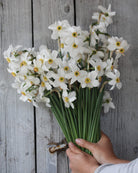 Narciss Poeticus Recurvus – klassisk Pheasant's Eye i full blomst, høyde ca. 35–45 cm