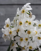 Narciss Poeticus Recurvus – gruppe av renhvite poeticus-narcisser i hagebed