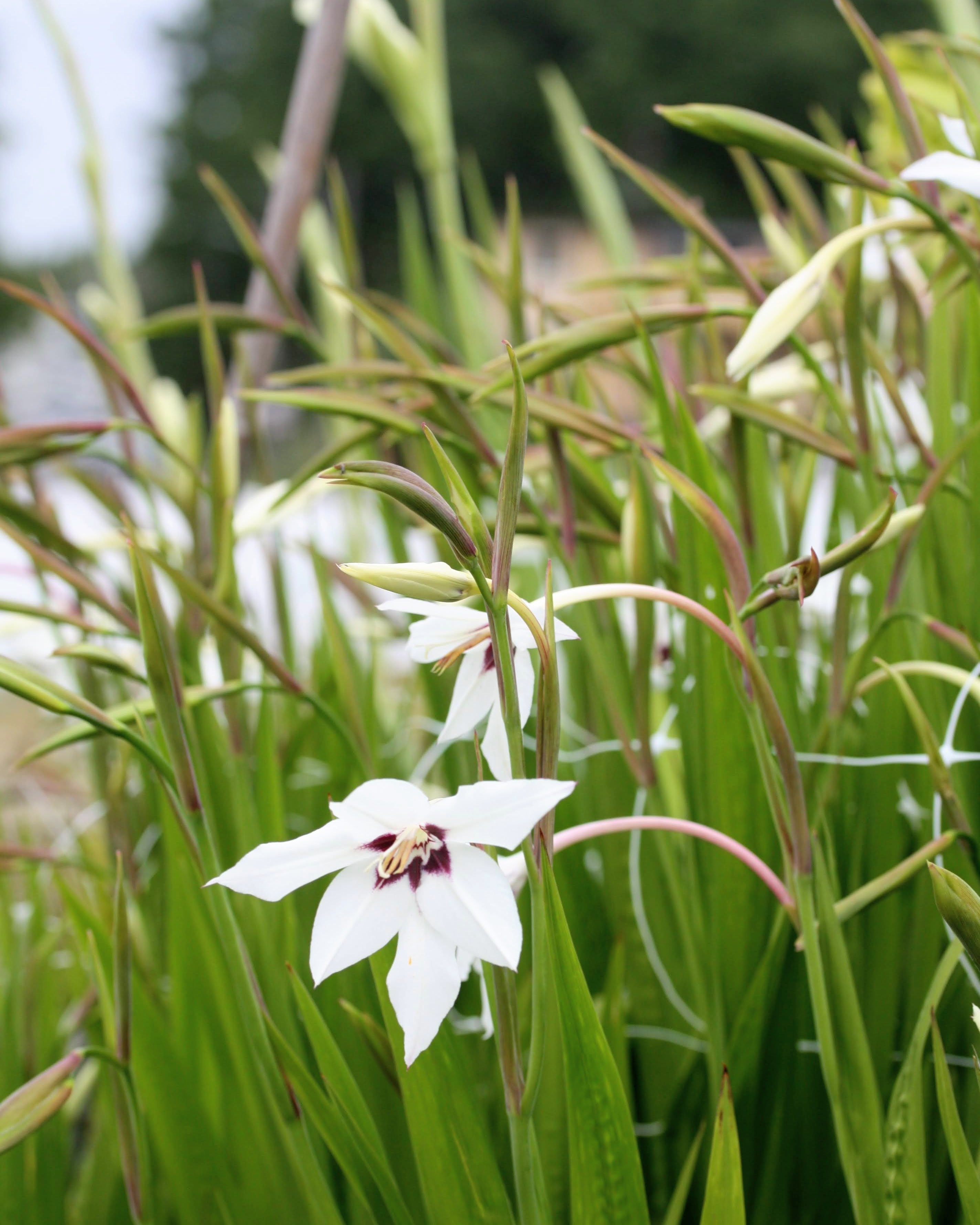 Callianthus Gladiolus murielae elegant hvit blomst med purpursvart sentrum