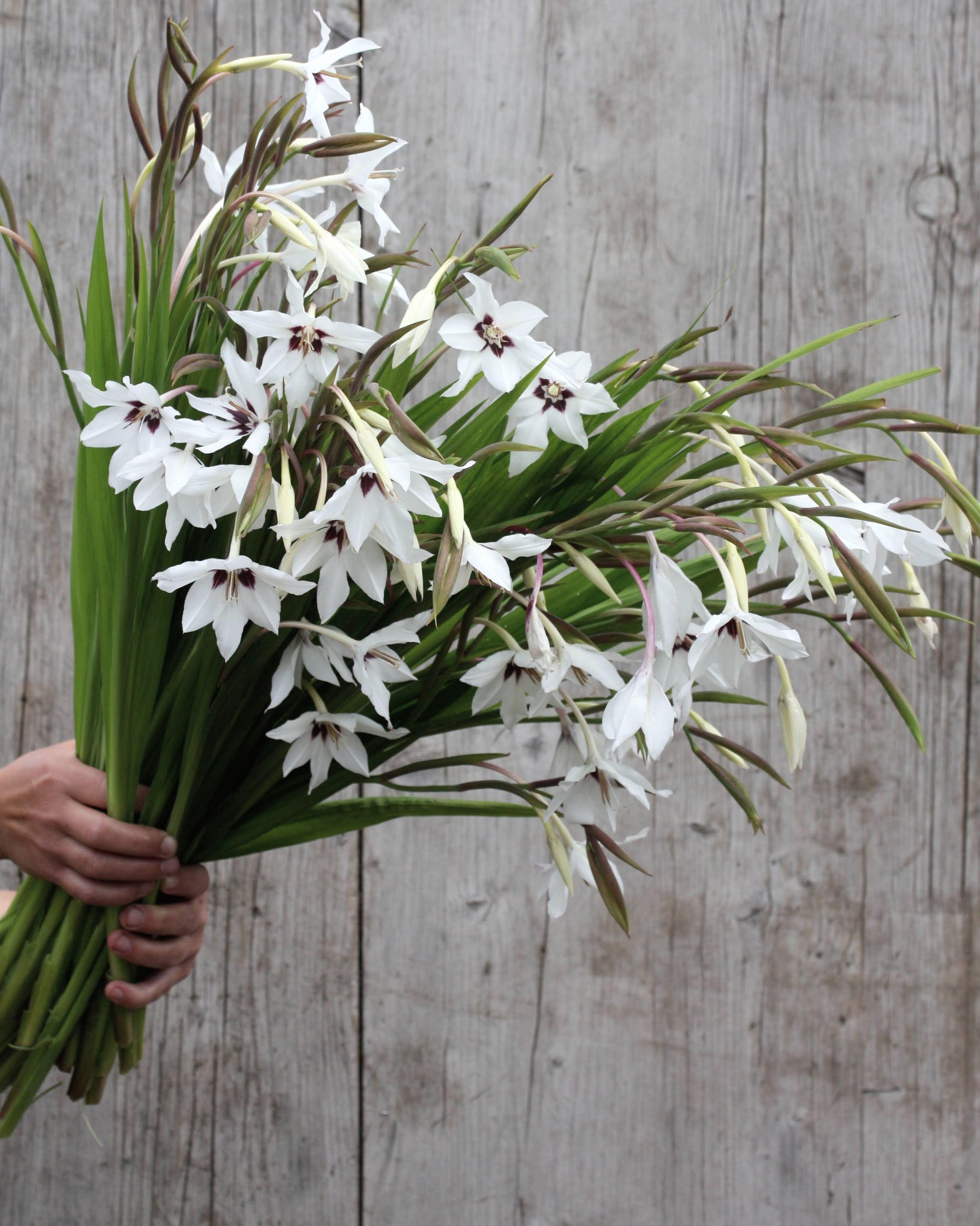Gladiolus murielae løk duftlilje callianthus hvit med purpursvart sentrum