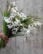 Gladiolus murielae løk duftlilje callianthus hvit med purpursvart sentrum