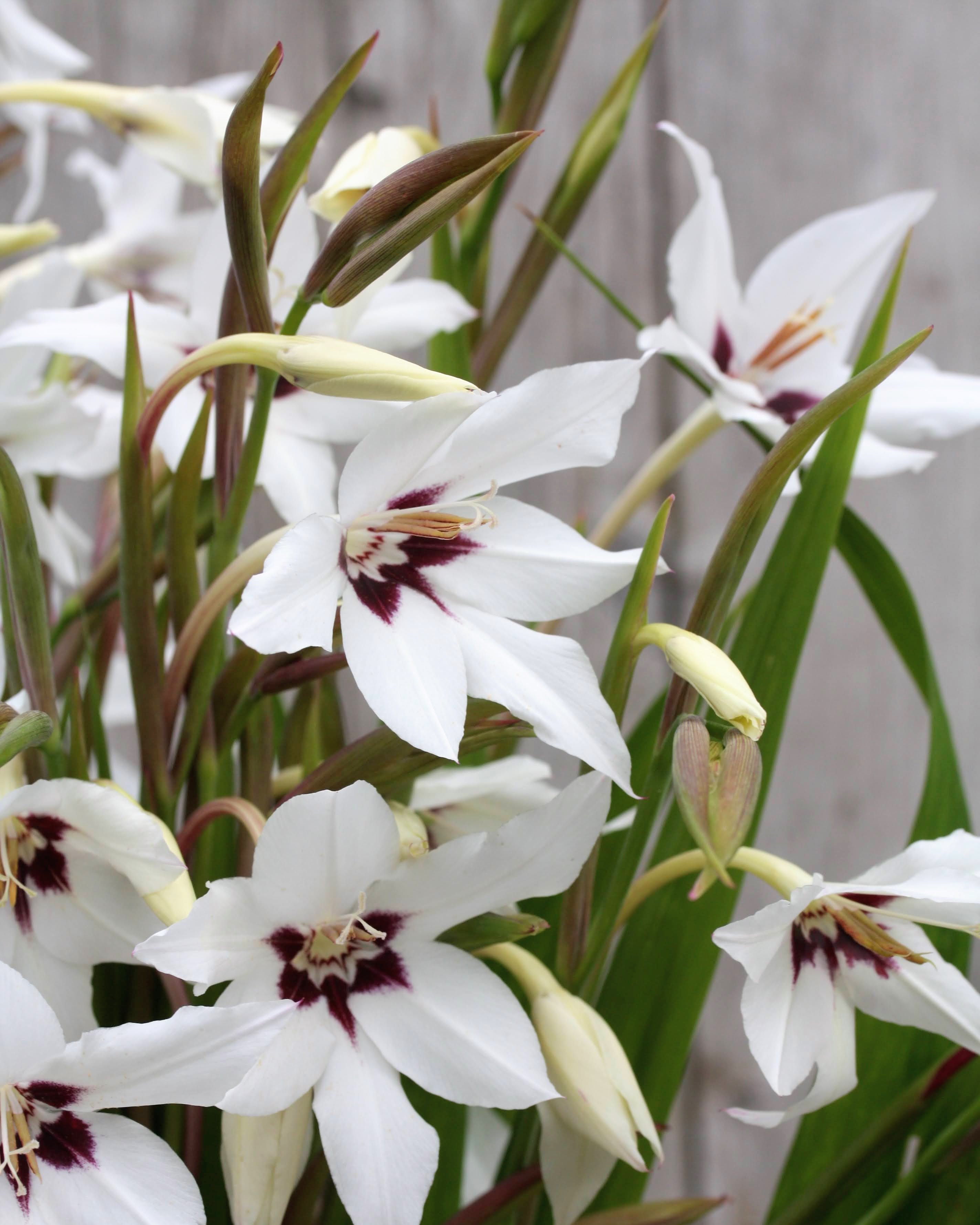 Gladiolus murielae duftlilje hvit stjerneformet med mørkt purpursvart øye