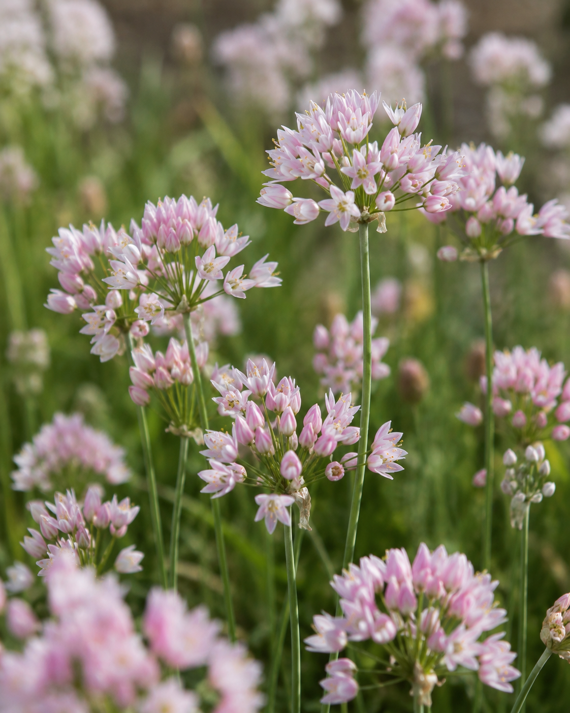 Allium roseum – løs og luftig blomsterstand med små stjerneformede blomster i sart rosa