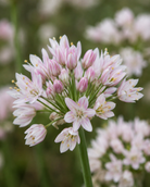 Allium roseum – gruppe av lette flagrende prydløkblomster i myk rosa, høyde ca. 35–50 cm