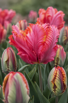 Tulipan Amazing Parrot – bølgende frynsete kronblader i aprikos, fersken og rosa med grønne innslag