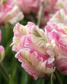 Tulipan Cabanna – blomst i utvikling med stadig dypere rosa fargespill fra dag til dag