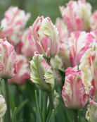 Tulipan Cabanna – papegøyetulipan i kremhvitt med grønne penselstrøk og sart rosa slør