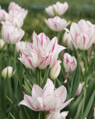 Tulipan Candy Club – nærbilde av blomst med unike rosa kanter og flammer mot kremhvit bakgrunn