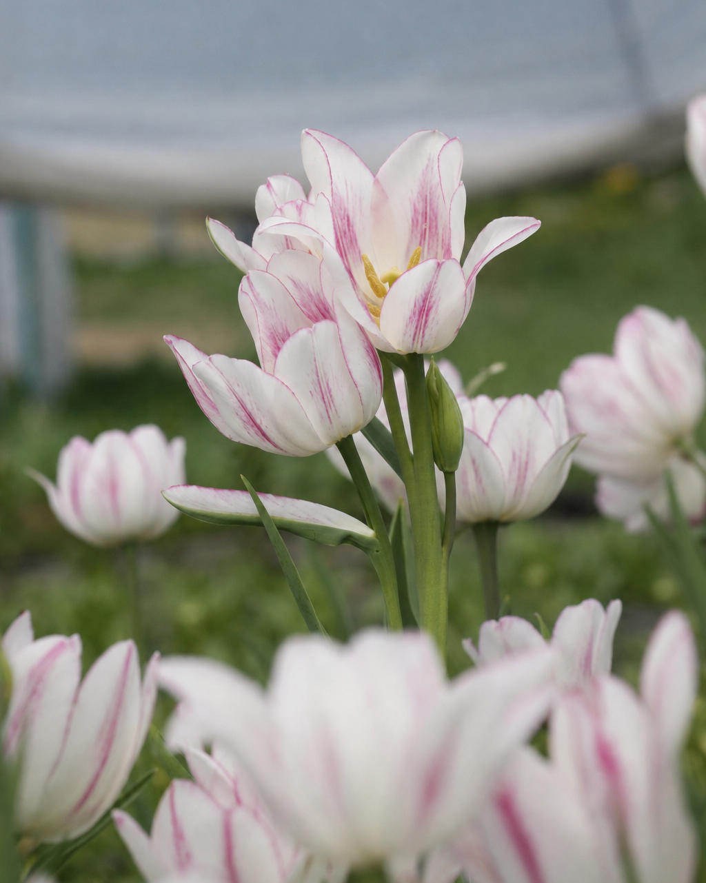 Tulipan Candy Club – flerblomstret sen tulipan med kremhvite blomster og rosa penselstrøk og flammer