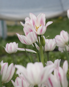 Tulipan Candy Club – flerblomstret sen tulipan med kremhvite blomster og rosa penselstrøk og flammer