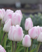 Tulipan Debu Candy – blomst med dypere rosa-lilla kanter som mykes opp etter hvert som den utvikler seg