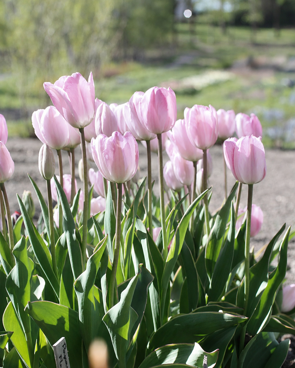 Tulipan Debu Candy – enkel Triumph-tulipan i myk rosa-lilla med lysere hvitaktig bunn