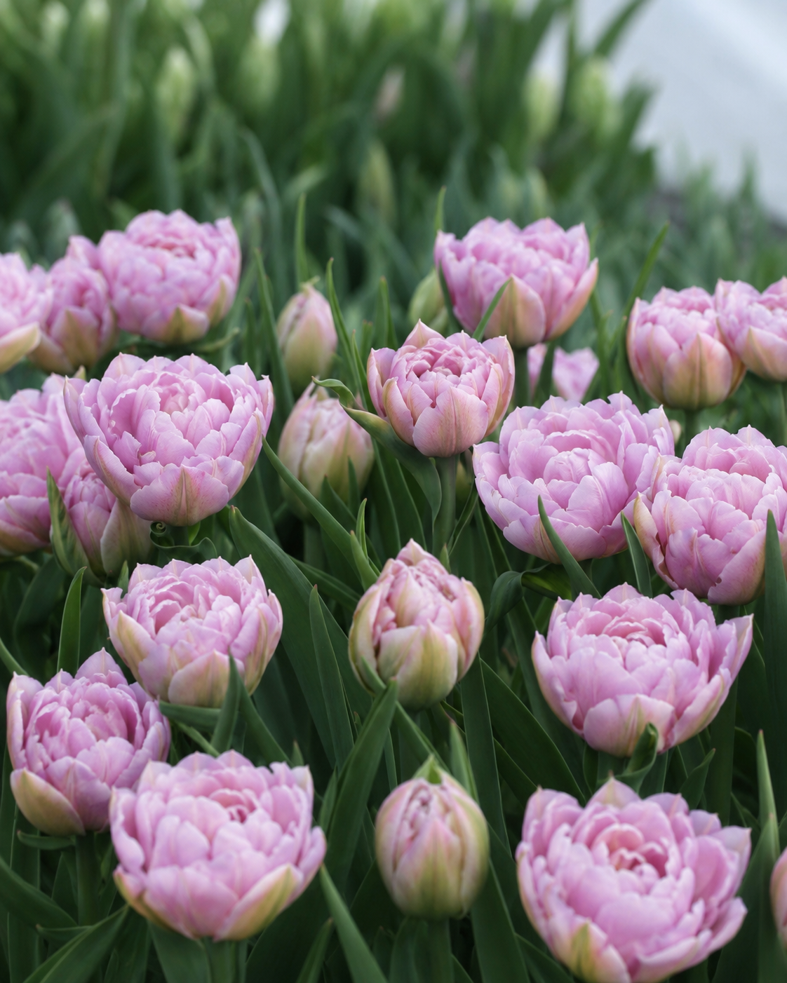 Tulipan Katinka – stor tettfylt blomst i kjølige lilla og rosa toner på kraftig stilk, høyde ca. 35 cm
