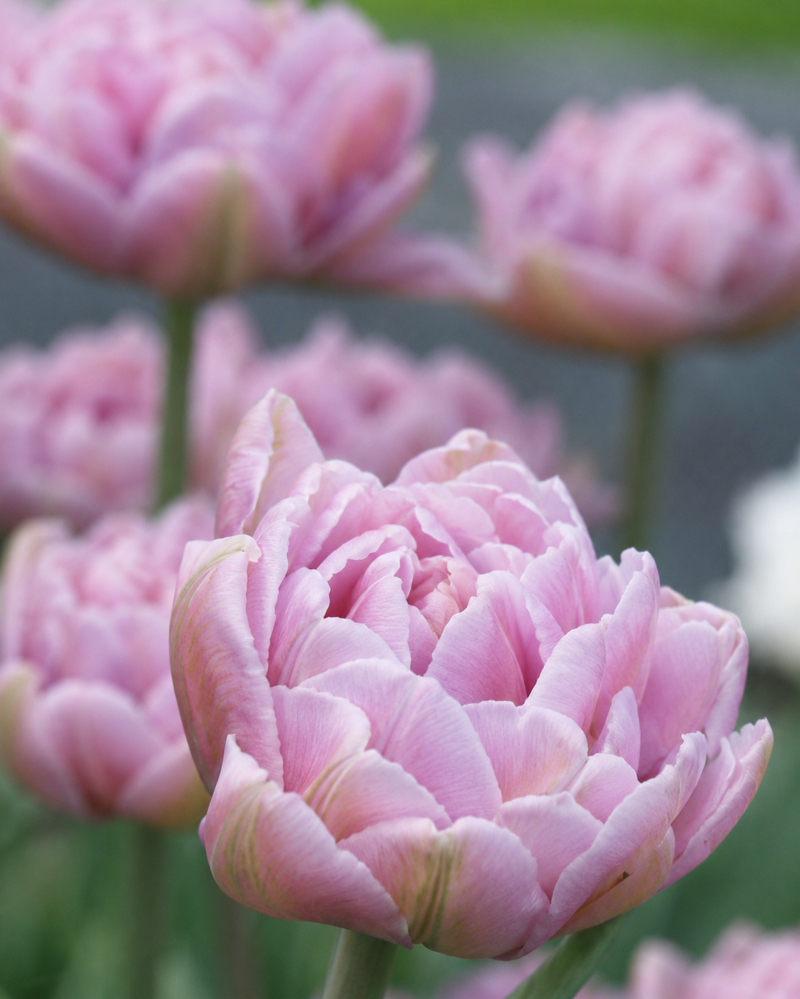 Tulipan Katinka – fylt peonlignende sen tulipan i syrinlilla og gammelrosa med romantisk uttrykk