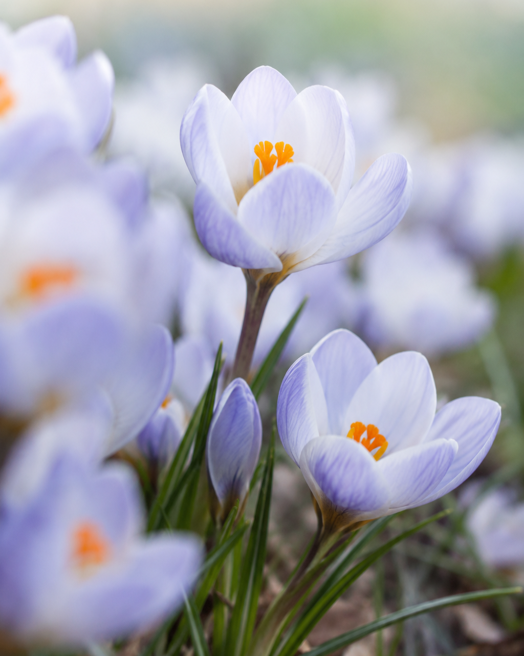 Krokus Blue Pearl – lys perlemorsblå botanisk krokus i tidlig vårblomstring, høyde ca. 10 cm