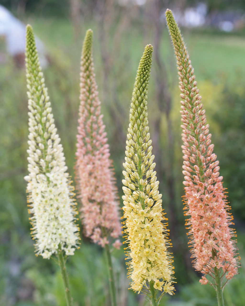 Eremurus Ruiter Mix – høye blomsterspir i blanding av rosa, aprikos, gult og kremhvitt, høyde ca. 125–150 cm