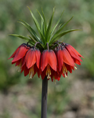 Keiserkrone Red Beauty – dype varmrøde klokkeblomster med karakteristisk grønn bladduske, høyde ca. 80–100 cm
