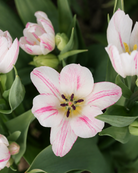 Tulipan Candy Club – frodig blomsterstand i hvitt og rosa, høyde ca. 45–50 cm, sen tulipan