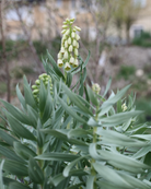 Fritillaria persica Ivory Bells – tett besatt blomsterstand fra grønnlig krem til elfenbenshvitt, høyde ca. 80–100 cm
