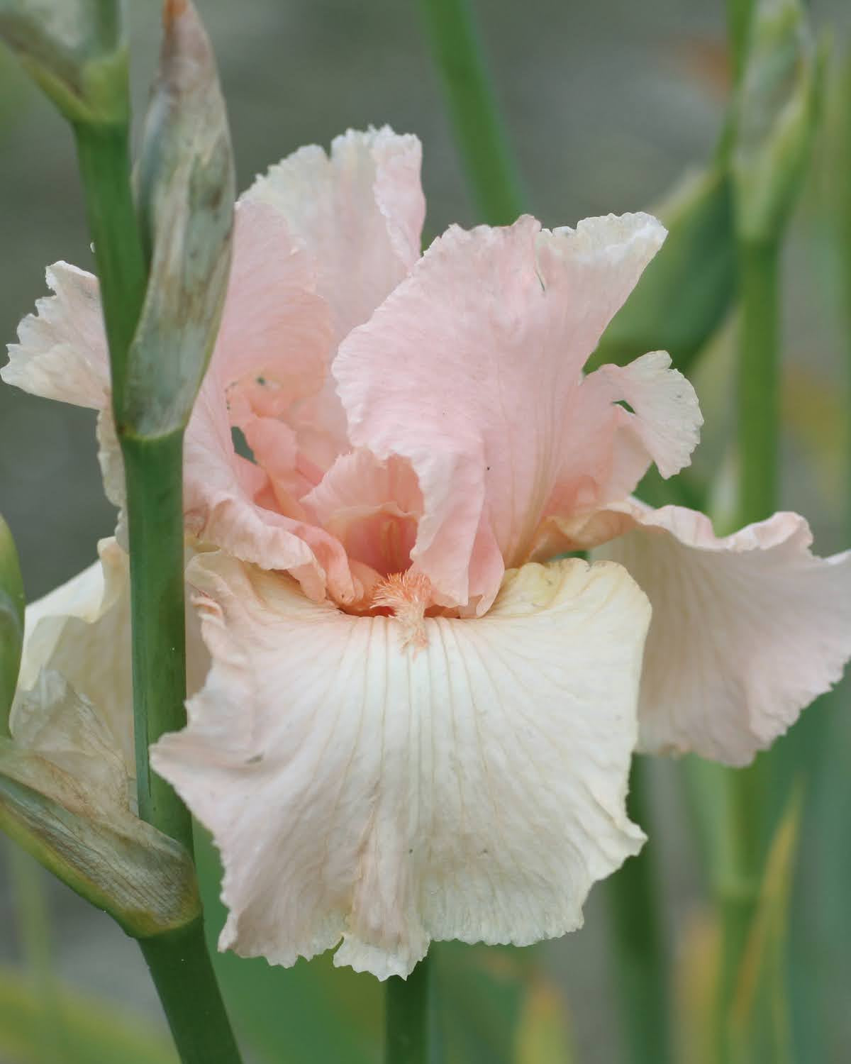 Iris Beverly Sills - høy skjeggiris med lys rosa blomster og bølgete kanter