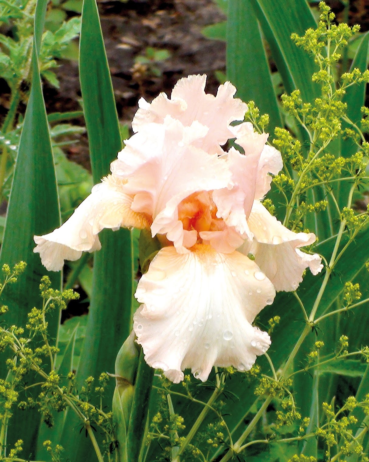 Iris germanica Beverly Sills i blomstring - populær staude med elegante pastell rosa blomster