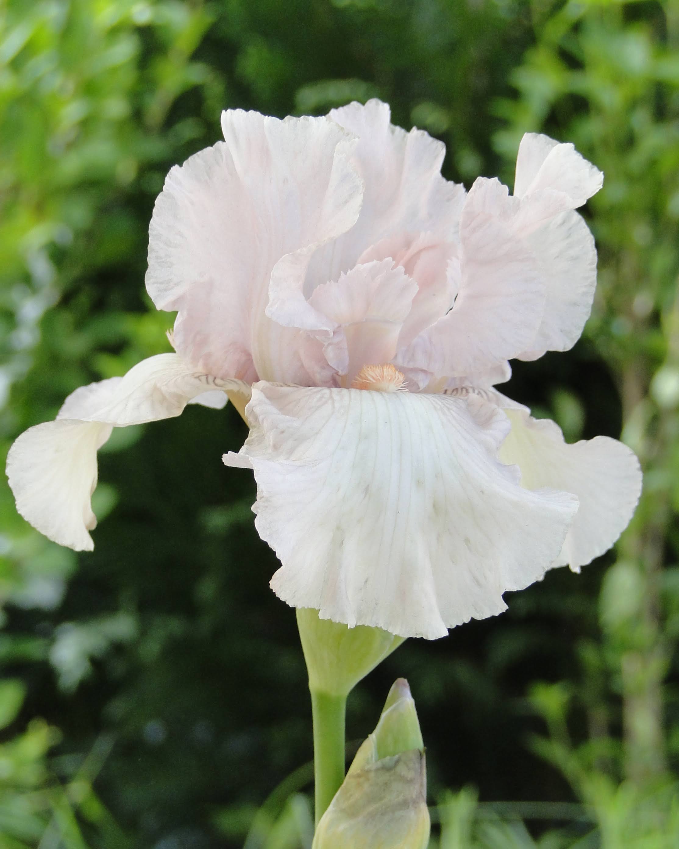 iris germanica cjerished skjeggiris hageiris barrot staude