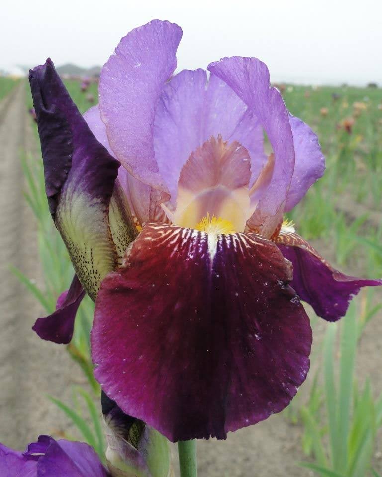iris germanica wine and roses hageiris barrot staude