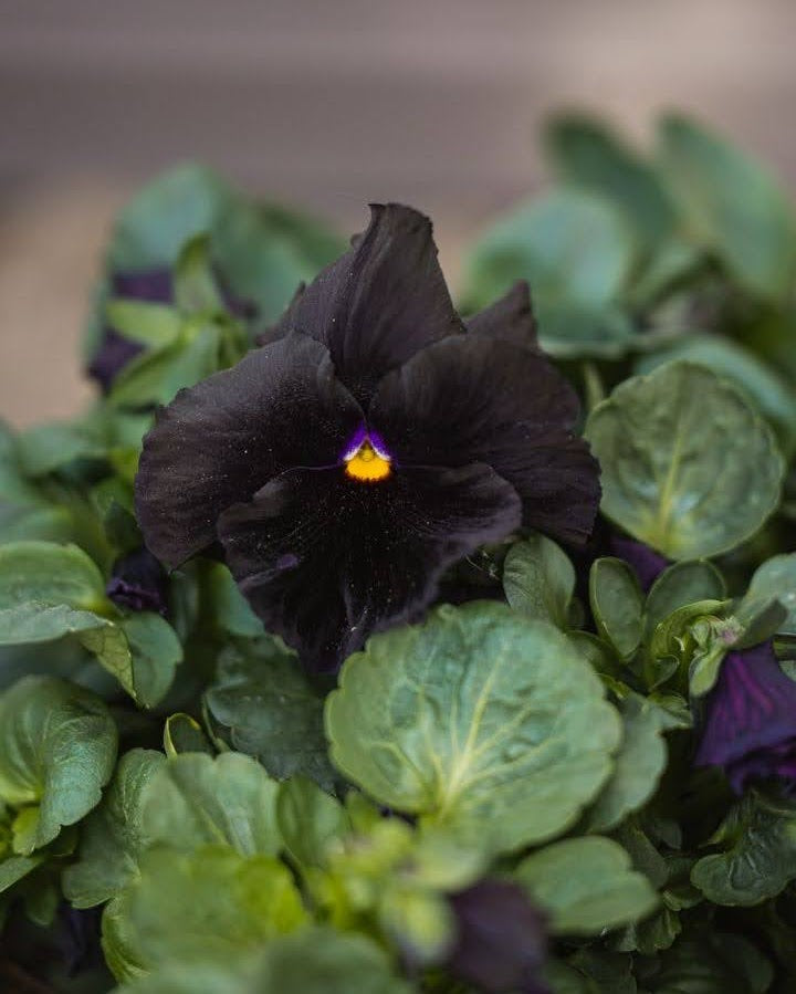 Fiol Atlas Black i hagen - kompakt ettårig 15-20 cm høy