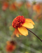Georgine Josie - anemoneblomstrende georgine med levende oransje og gule fargetoner