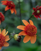 Georgine Josie - anemoneblomstrende georgine i oransje med gule striper og mørkt sentrum
