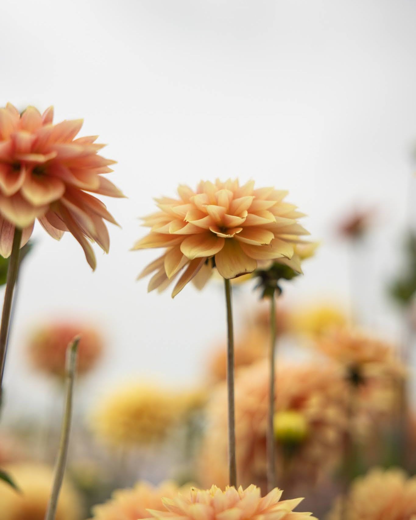Georgine Kick Off blomster dekorativ georgine i gylne og ferskentoner