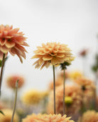 Georgine Kick Off blomster dekorativ georgine i gylne og ferskentoner
