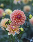 Georgine Kick Off blomster dekorativ georgine i gylne og ferskentoner