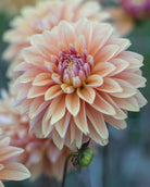 Nærbilde av Georgine Kick Off blomst med harmonisk fargespill i gult og fersken