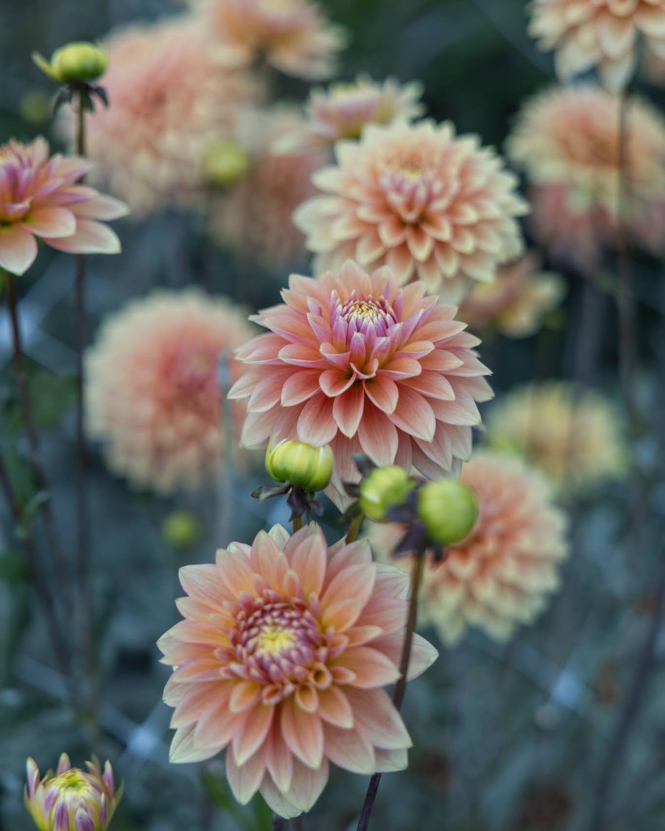 Georgine Kick Off dekorativ georgine med gyllent gult, fersken og gammelrosa