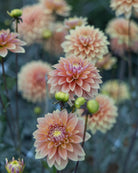 Georgine Kick Off dekorativ georgine med gyllent gult, fersken og gammelrosa