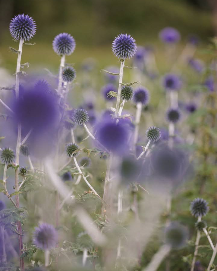 Kuletistel Blue Glow – stålblå blomsterkugler ca. 5 cm i diameter, vakker i bed og som snittblomst