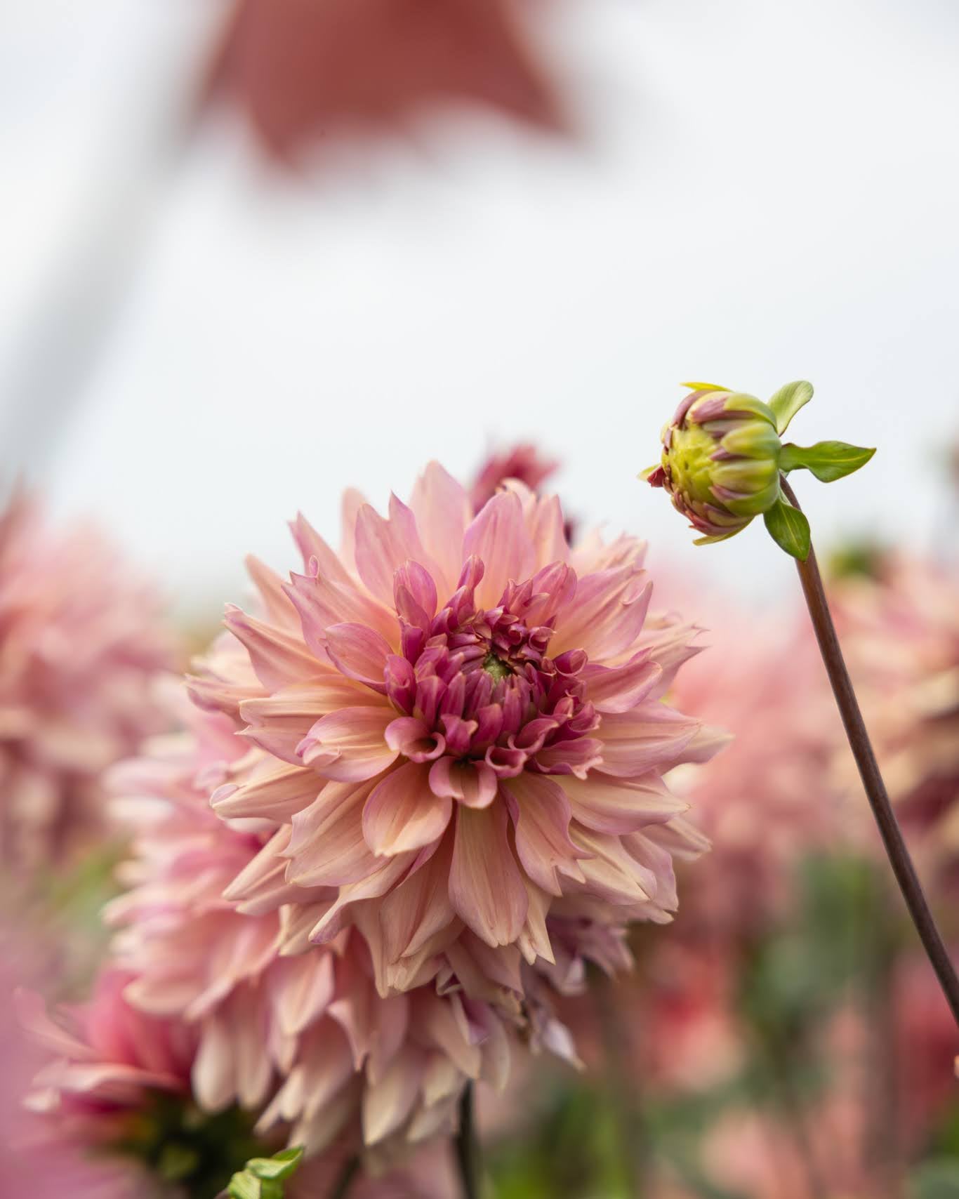 Georgine La Belle Epoque med støvrosa stor blomst