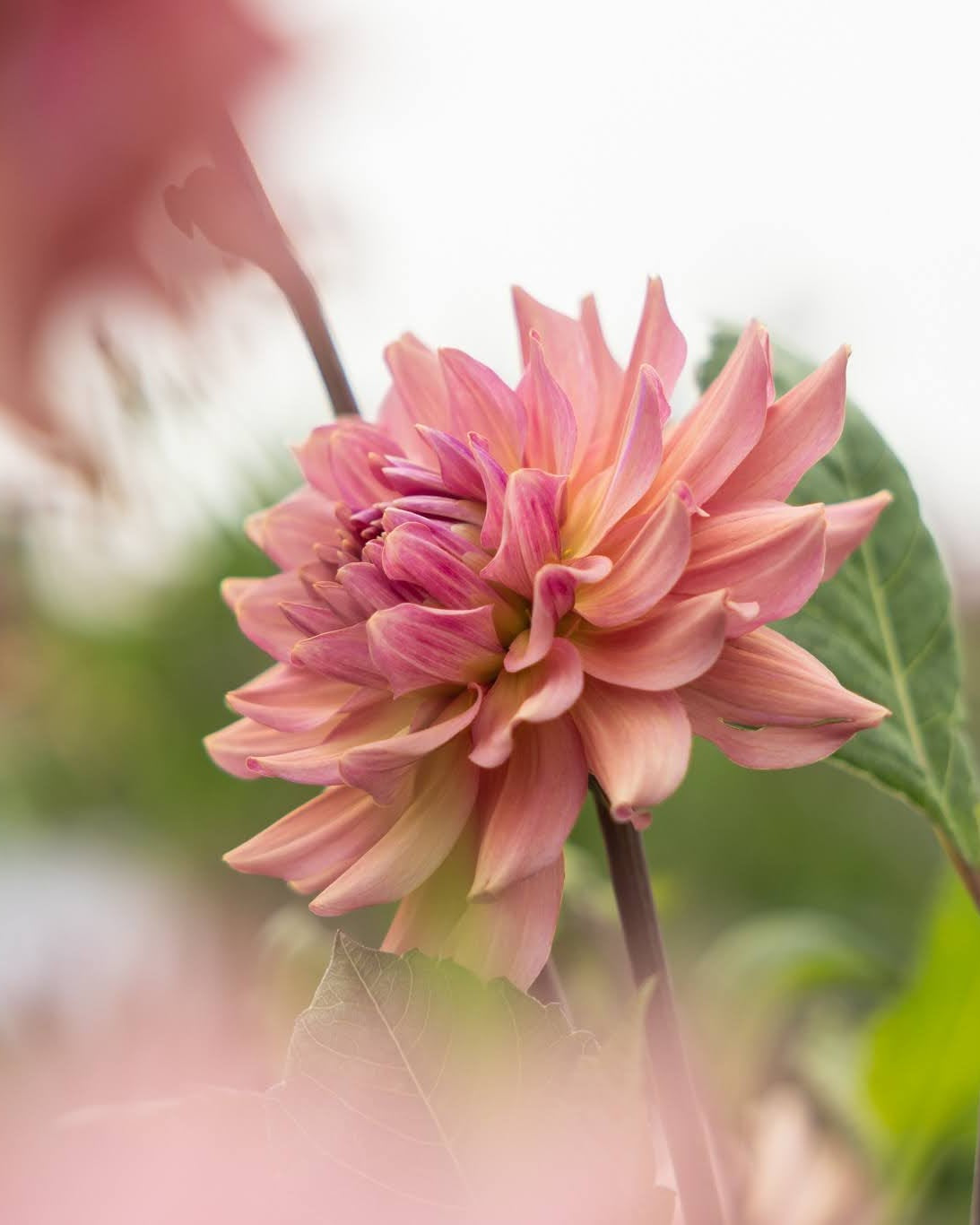 Georgine La Belle Epoque med viltre kronbalder og stor blomst