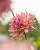 Georgine La Belle Epoque med viltre kronbalder og stor blomst