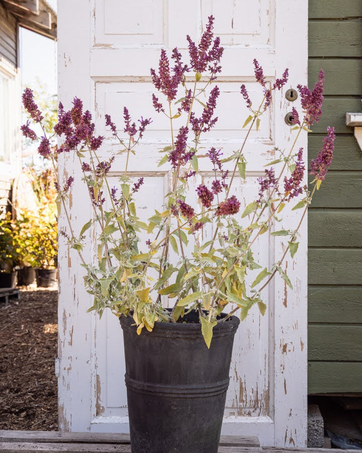 Kanarisk salvie Lancelot med rosa-lilla blomsterstander i hagen