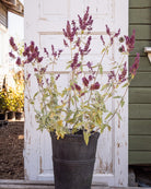 Kanarisk salvie Lancelot med rosa-lilla blomsterstander i hagen