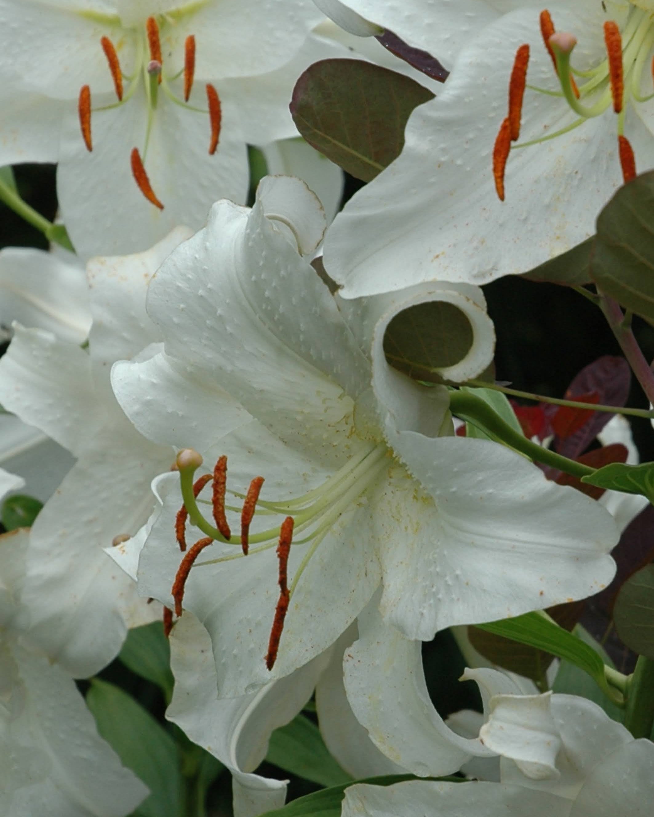 orientalsk lilje casablanca med store hvite blomster