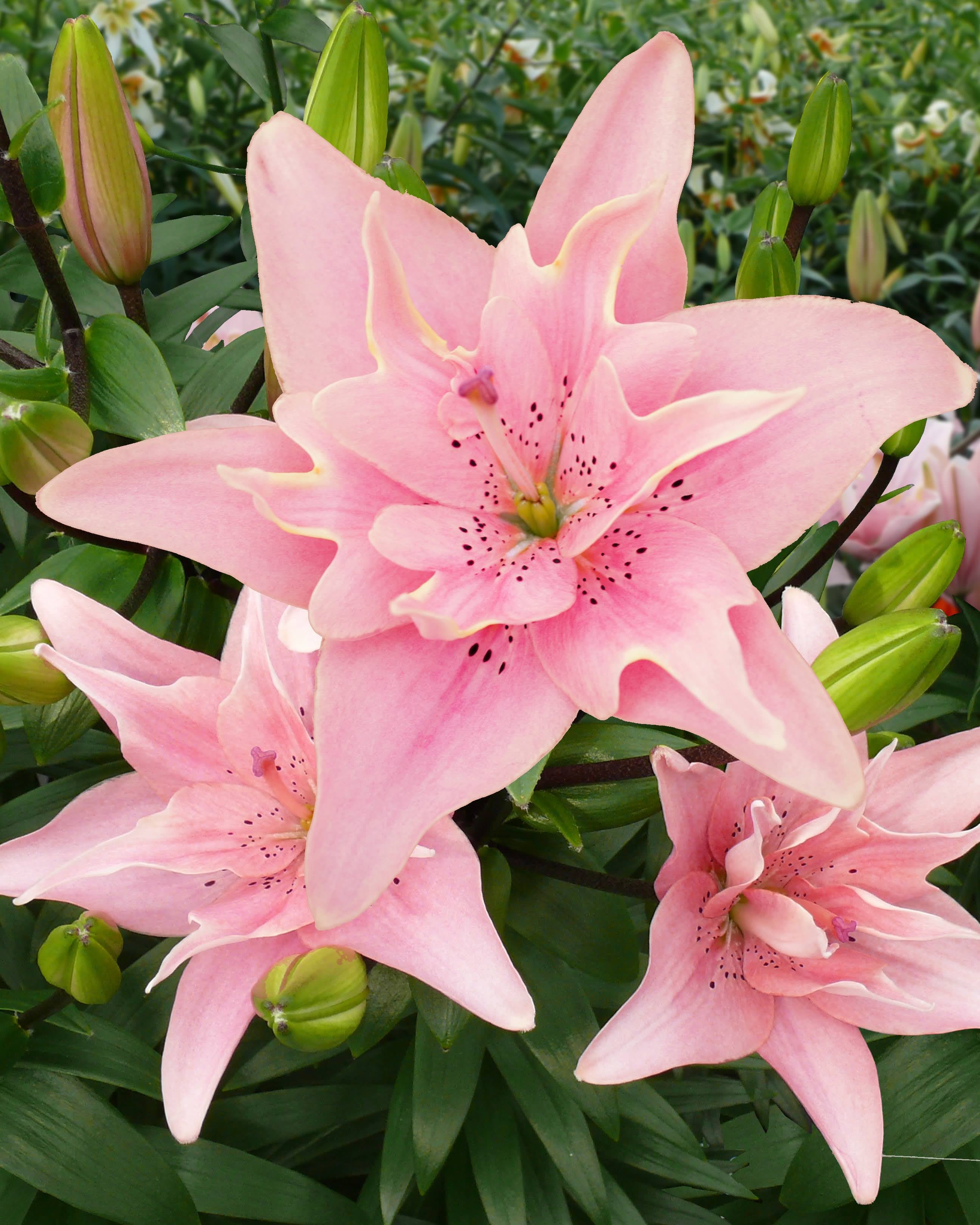 Lilium Elodie i full blomst - roseaktig dobbel lilje perfekt som snittblomst
