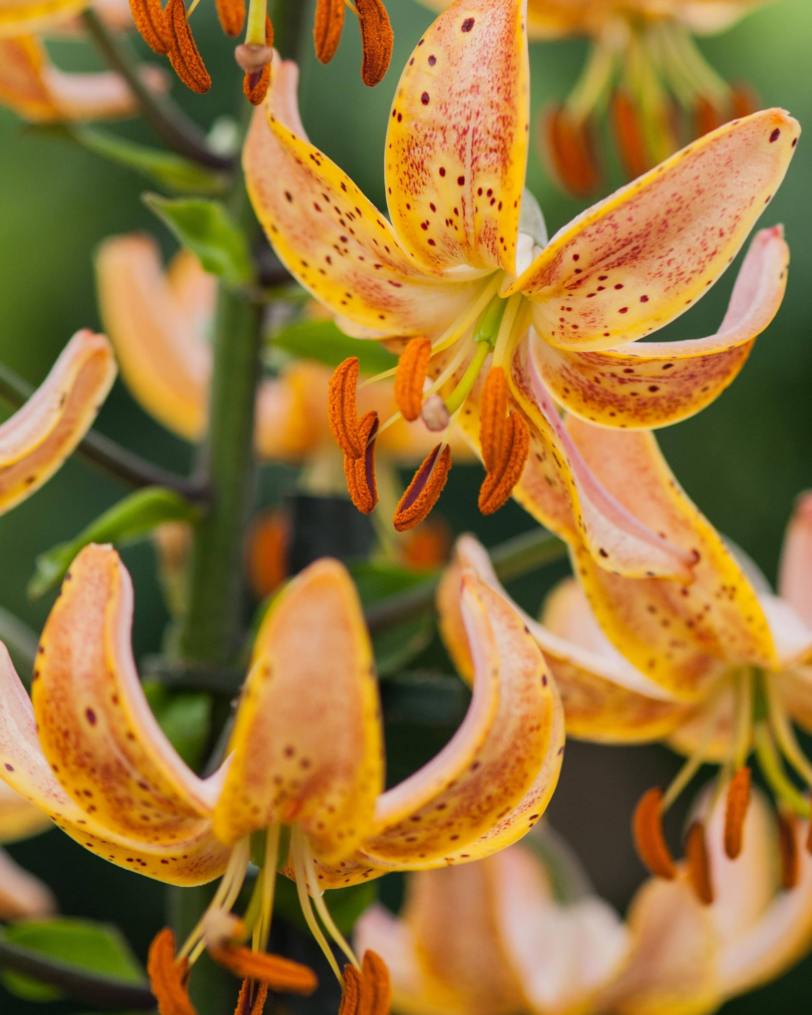 Guinea Gold martagonlilje - varm gyllen skoglilje med bakoverbøyde kronblad