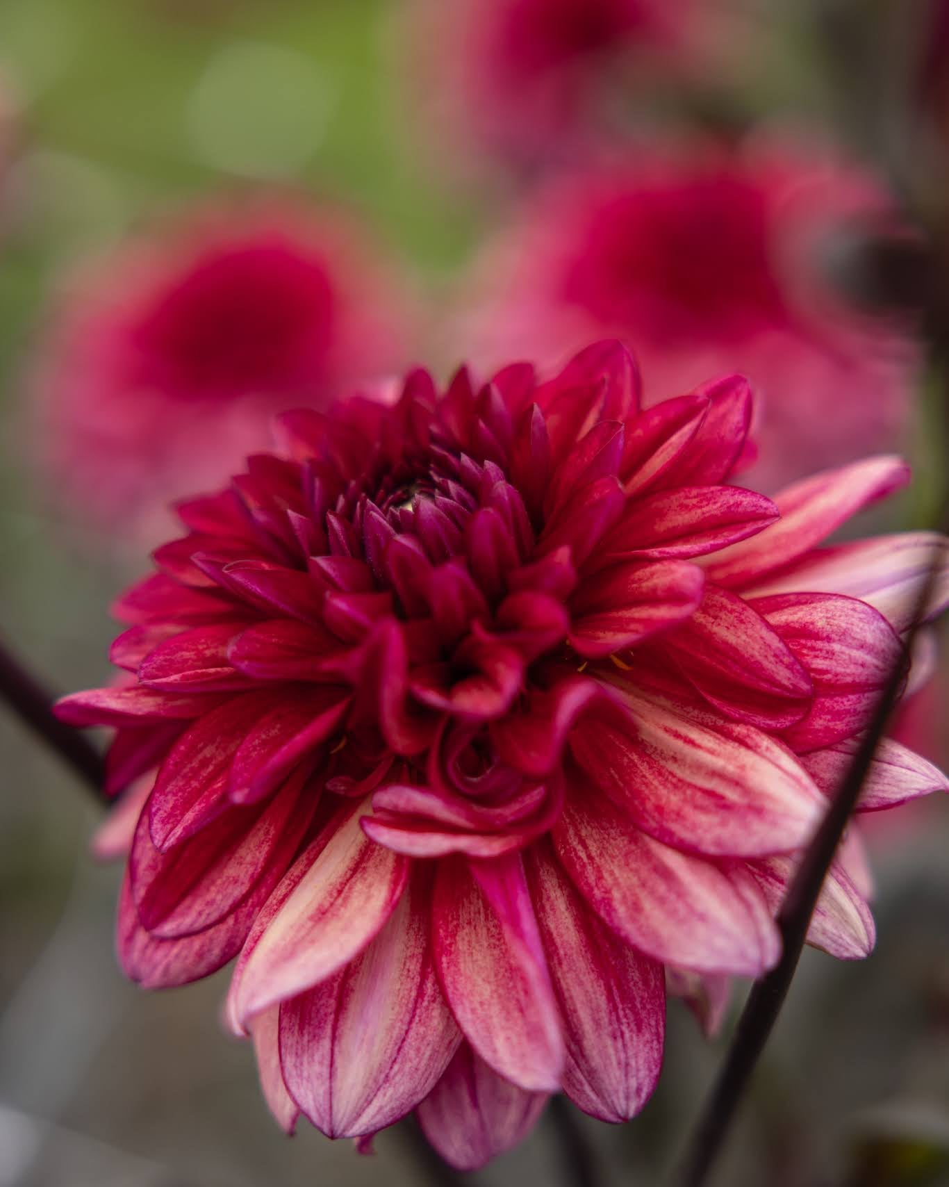 Georgine Molly Raven dekorativ georgine med burgunder, purpur og støvrosa nyanser